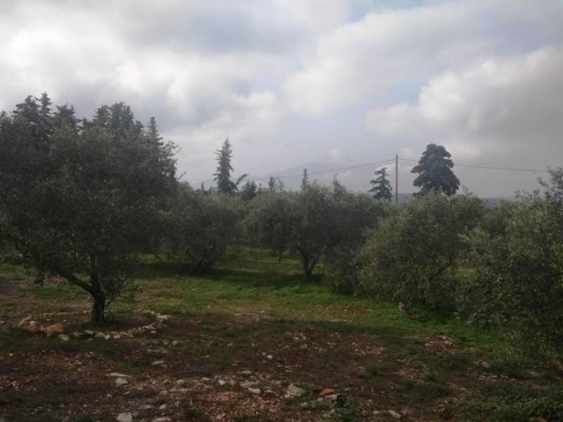 Gavalochori Blick auf Wald und Landschaft auf Kreta Grundstück kaufen